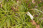 Fan clubmoss